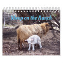 Search for lamb calendars Livestock