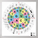 Search for amino acids posters Dna