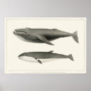 Search for vintage whale posters Marine