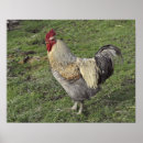 Search for chicken breeds posters Farm