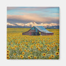 Search for farm magnets Sunflower