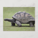 Search for enduring postcards Usa