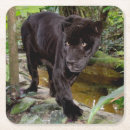 Search for black panther coasters Animal