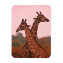 Recherche de sud africain magnets Parc national de kruger