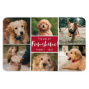 Recherche de roux magnets Animal