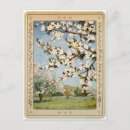 Search for apple blossoms postcards Apples