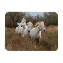 Recherche de cheval camargue magnets Étalon