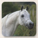 Search for arab horse coasters Headshot