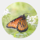 Search for milkweed stickers Nature