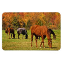 Search for equestrian holiday cards Country