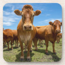 Search for beef barware Cattle