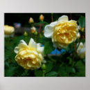 Search for yellow rose art Flower