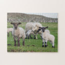 Search for sheep puzzles Agriculture