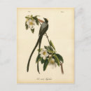 Search for blank note postcards Birthday