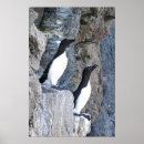 Search for auk Wildlife