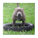Search for playing tiles Dog