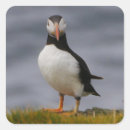Search for puffin stickers Bird