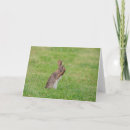 Recherche de timide vœux cartes Lapin