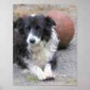 Search for border collie herding dog posters Dogs
