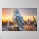 Search for snowy owl posters Wildlife