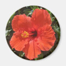 Recherche de fleurs de ketmie magnets Floral