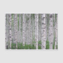Search for birch trees tissue paper Nature
