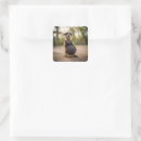 Search for meerkat stickers Funny