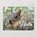 Search for funny squirrel postcards Animals