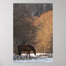 Search for ferus posters Horse