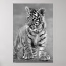 Search for black white tiger posters Animal