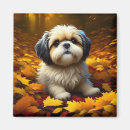Search for shih tzu magnets Animals