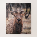 Recherche de mâle puzzles Animal sauvage