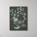 Search for study canvas prints Botanical