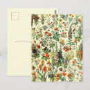 Search for fleurs postcards Botanical