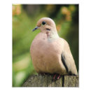Recherche de colombe de deuil posters Observateur d'oiseaux