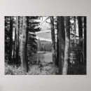 Search for black and white forest posters Nature