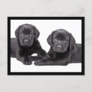 Recherche de black puppy cartes postales Labo noir