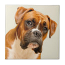 Search for backdrop tiles Animal