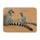 Recherche de lemur magnete Le madagascar