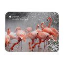 Recherche de smithsonien Flamants roses