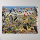 Search for minnesota art posters Birds