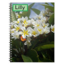 Recherche de frangipani Tropical