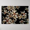 Search for hawthorn posters Flowers