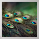 Search for peacock feather painting posters Beauty