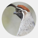 Search for quail stickers Bird