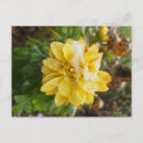 Search for marigold postcards Garden