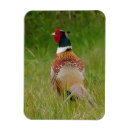 Search for pheasants magnets Bird