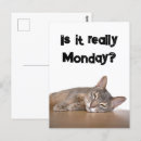 Search for meme postcards Funny cat meme