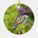 Search for monarch ornaments Photography