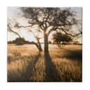 Recherche de acacia carreaux Paysage